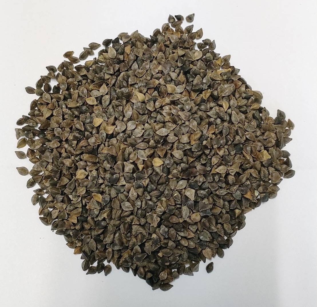 越前そば　森の結